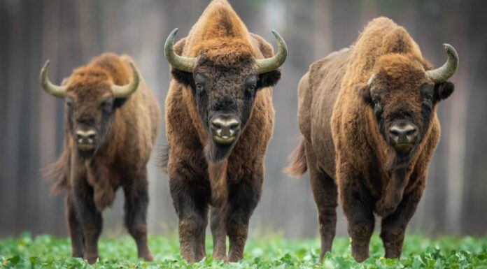 Cacca di bisonte: tutto ciò che avresti sempre voluto sapere
