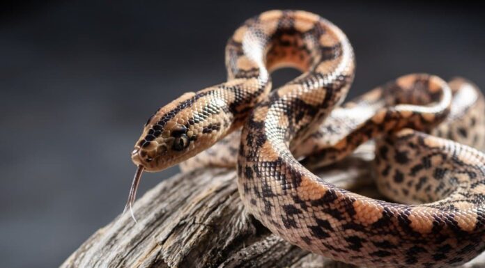 Detailed close up of a rainbow boa head. Its can reflect sunlight into a rainbow.