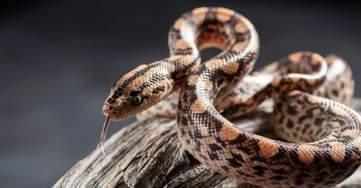 Detailed close up of a rainbow boa head. Its can reflect sunlight into a rainbow.