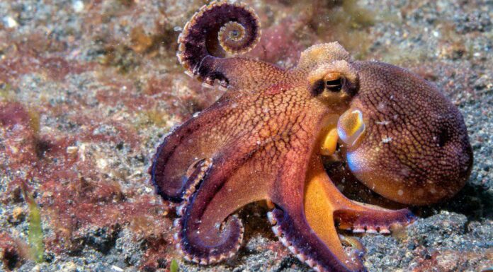 Cacca di polpo: tutto ciò che avresti sempre voluto sapere
