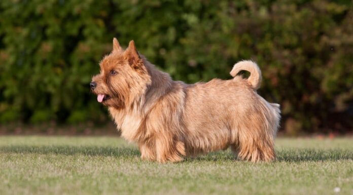 Norwich Terrier vs Norfolk Terrier: quali sono le differenze?
