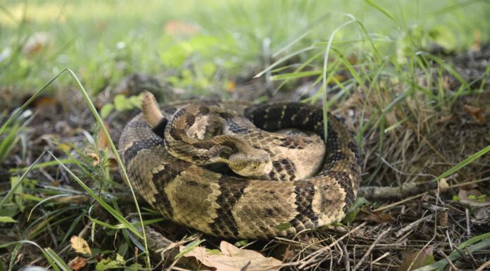 Scopri i 5 animali più pericolosi in agguato nei laghi e nei fiumi del Wisconsin Scopri i 2 tipi di serpenti a sonagli in Minnesota
