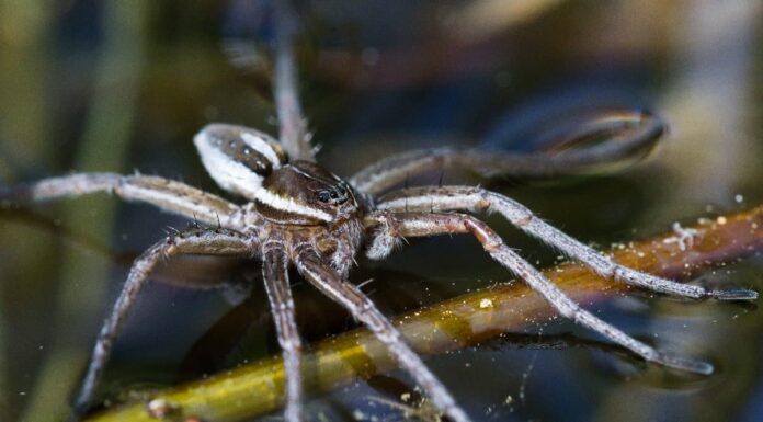 5 dei più grandi ragni di New York
