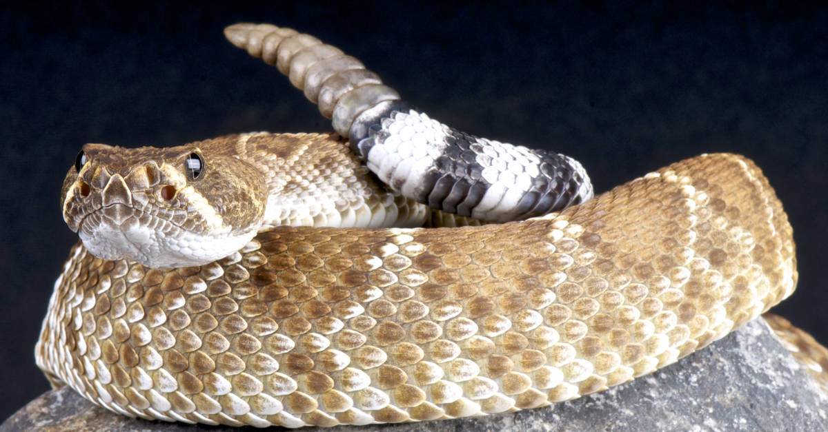 Coiled red diamond rattlesnake