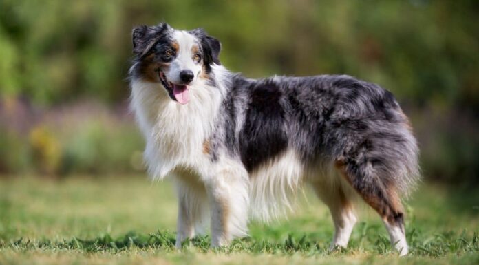 An English Shepherd at the edge of a lake