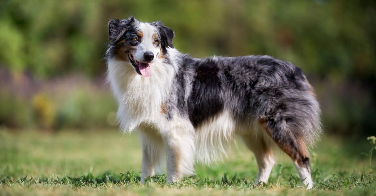 An English Shepherd at the edge of a lake