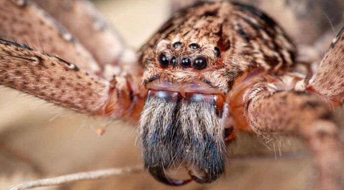 5 dei più grandi ragni del Rhode Island
