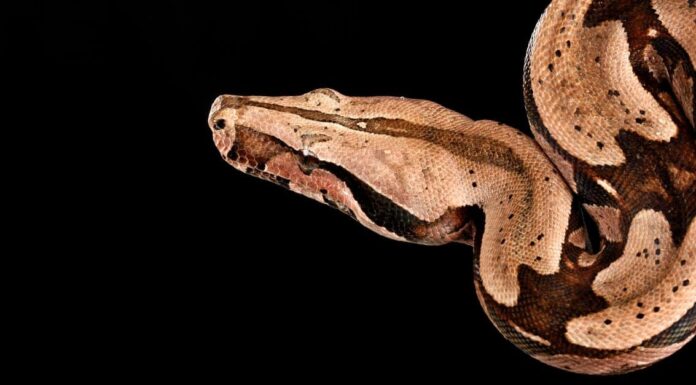 salmon columbian red tailed boa on white background and curled up