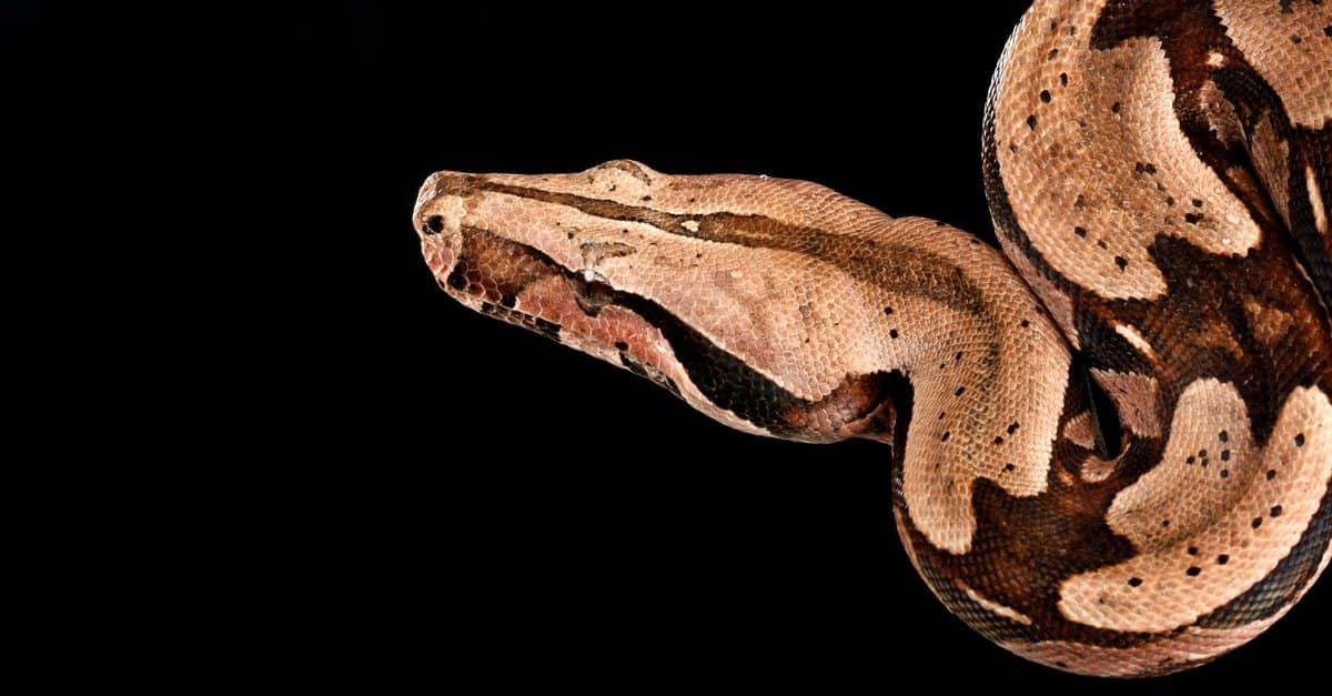 salmon columbian red tailed boa on white background and curled up