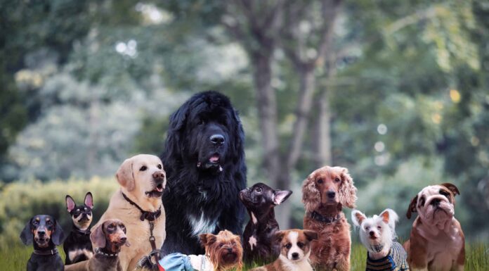 Quanti cani ci sono nel mondo?
