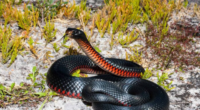 Serpente nero dal ventre rosso
