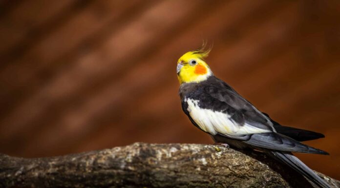 Cockatiel maschio contro femmina
