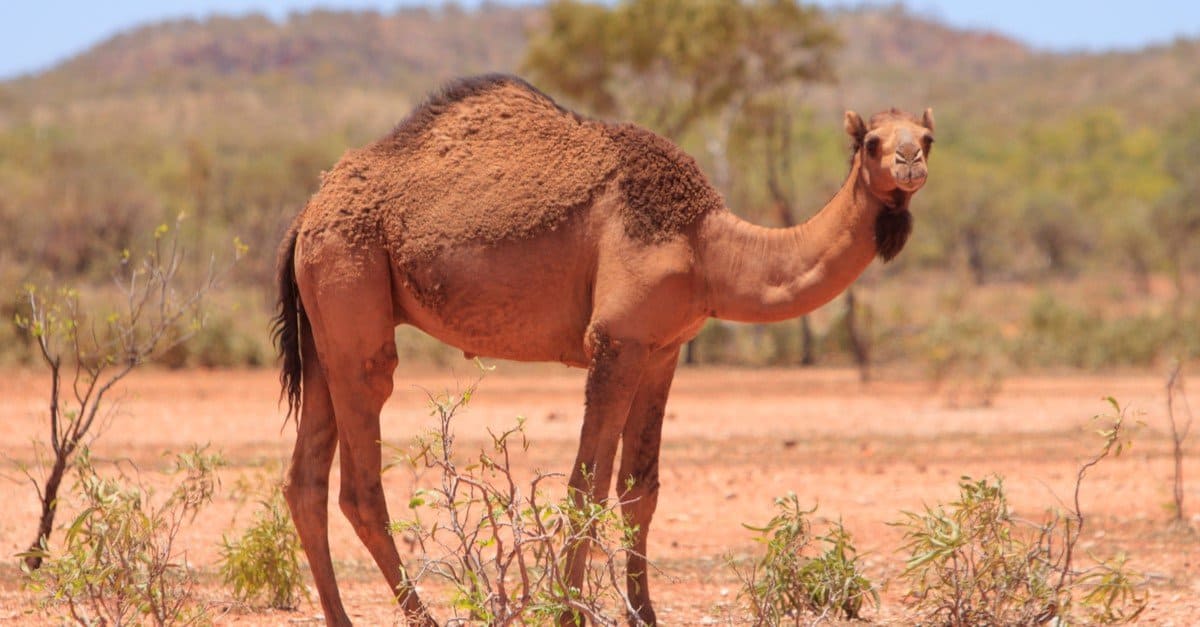 Camel Poop: tutto ciò che avresti sempre voluto sapere
