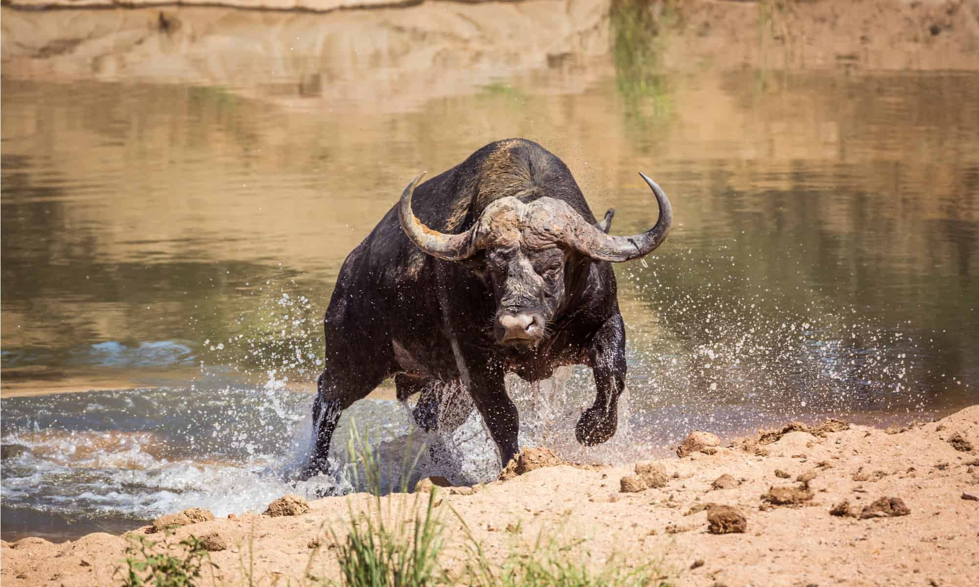 Buffalo Poop: tutto ciò che avresti sempre voluto sapere