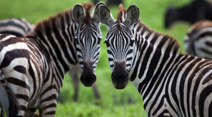Zebra Poop: tutto ciò che avresti sempre voluto sapere
