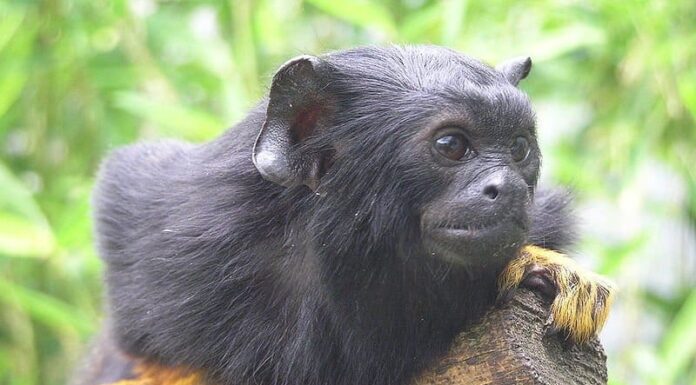 Tamarino in flagrante
