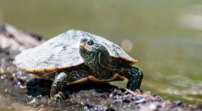 Female Wood Turtle Laying Eggs
