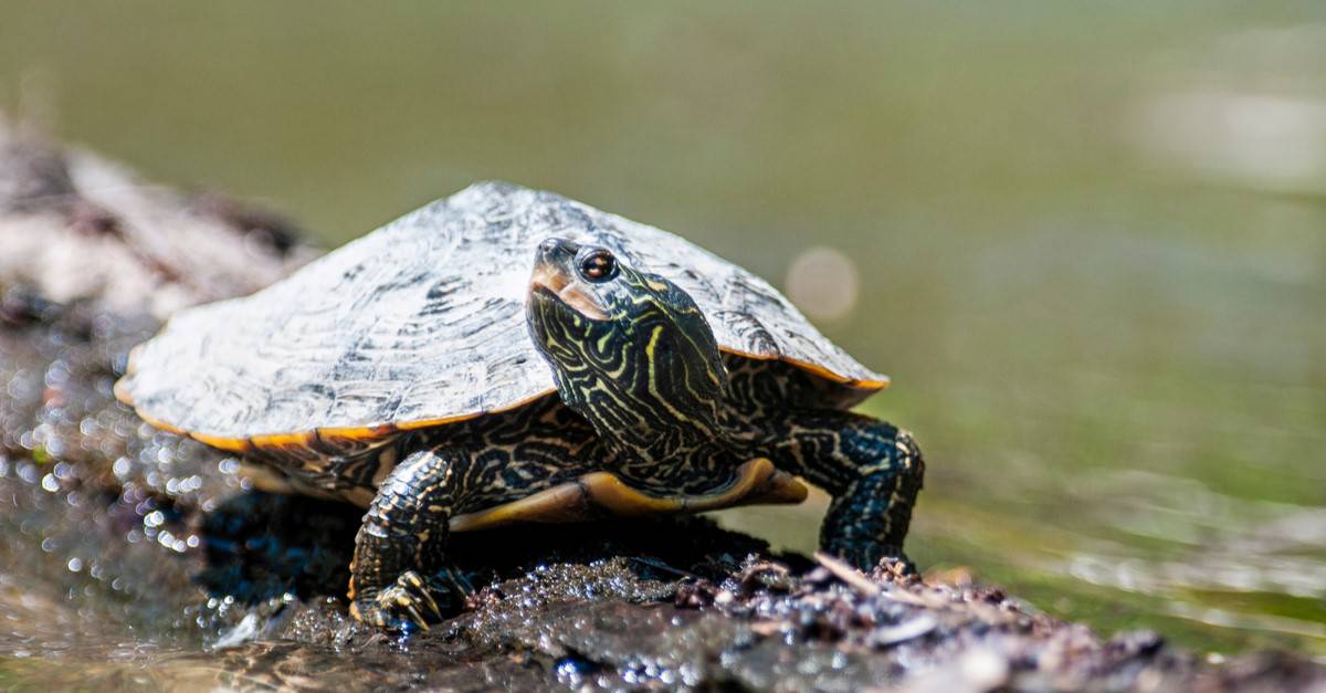 Female Wood Turtle Laying Eggs