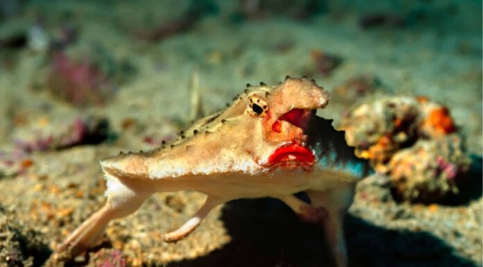 Pesce pipistrello dalle labbra rosse
