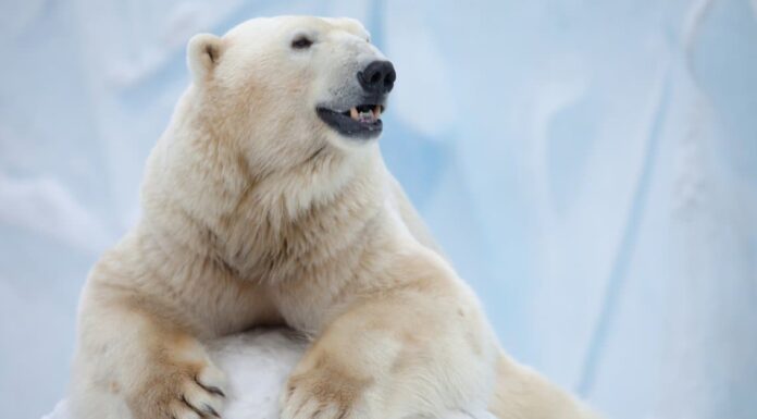 6 enormi predatori terrestri più grandi dei leoni africani
