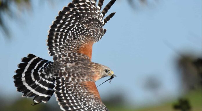 Falco dalle spalle rosse
