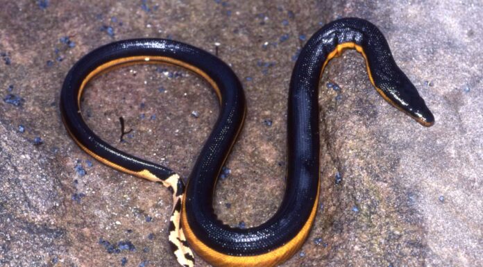 Incontra 12 serpenti del fiume Eufrate
