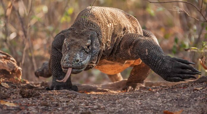 Guarda un pipistrello schernire un drago di Komodo e te ne pentirai immediatamente
