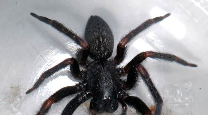 Scopri 9 ragni neri in California
