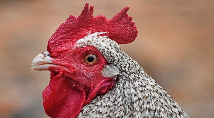 Cuckoo Maran Rooster