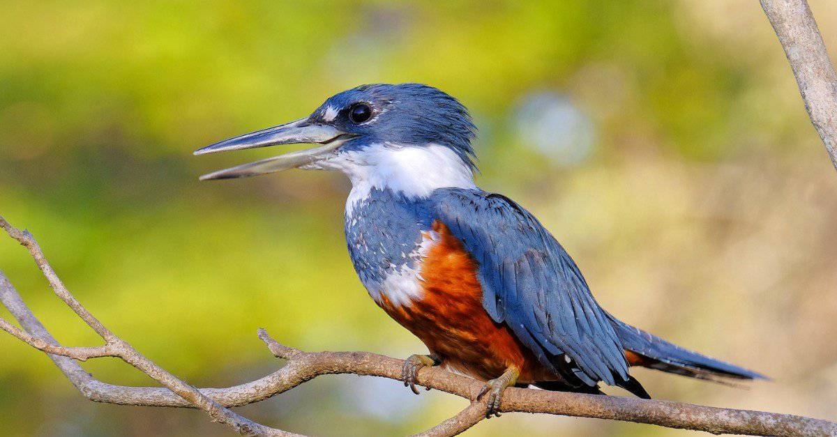 Martin pescatore inanellato