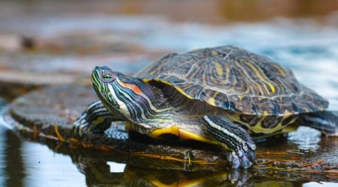 Tartaruga di fiume
