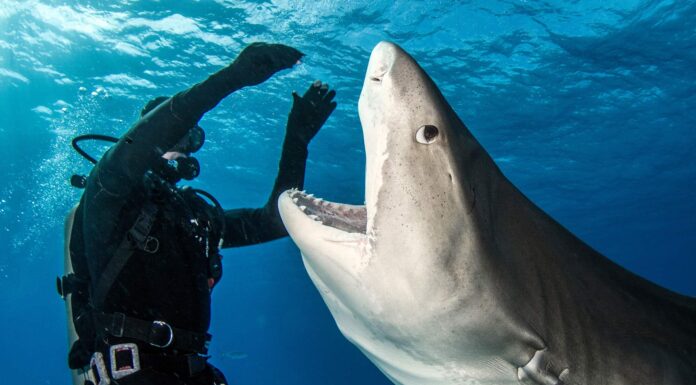 5 spiagge della Florida con il maggior numero di attacchi di squali
