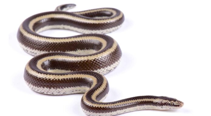 Chocolate colored rosy boa