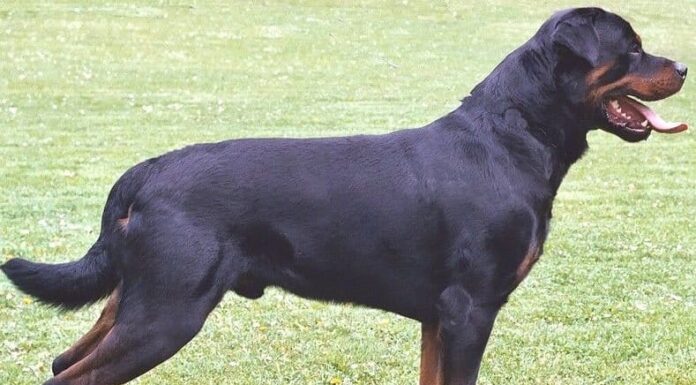 rottweiler
