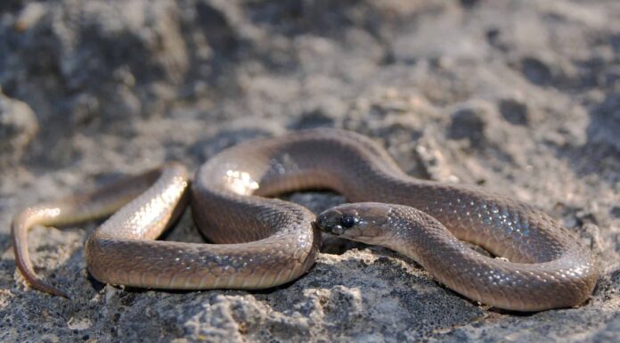 Serpente di terra ruvida
