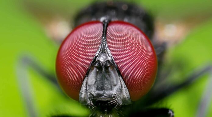 Cosa accadrebbe se le mosche si estinguessero?
