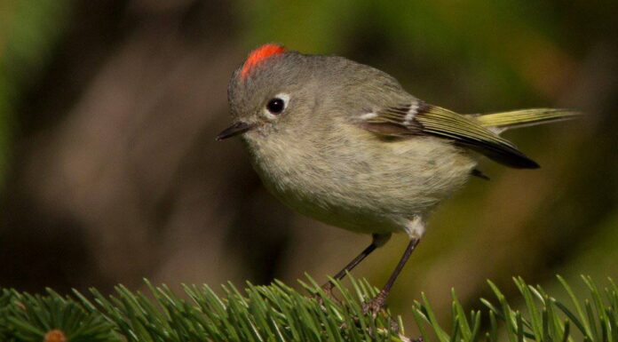 Kinglet dalla corona di rubino
