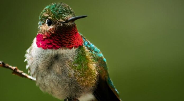 Colibrì dalla gola di rubino

