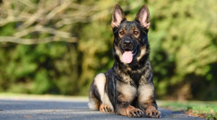 Pastore Tedesco Nero Sable
