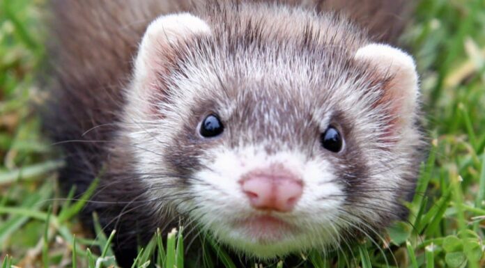 Furetto di zibellino
