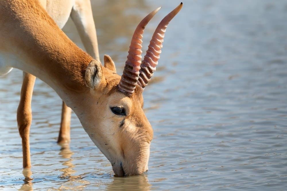 Saiga