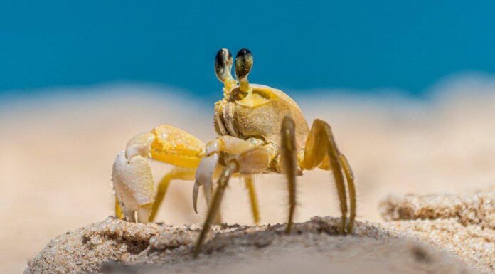Granchio di sabbia
