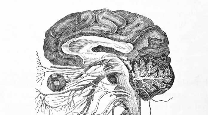 Qual è il più grande nervo cranico?
