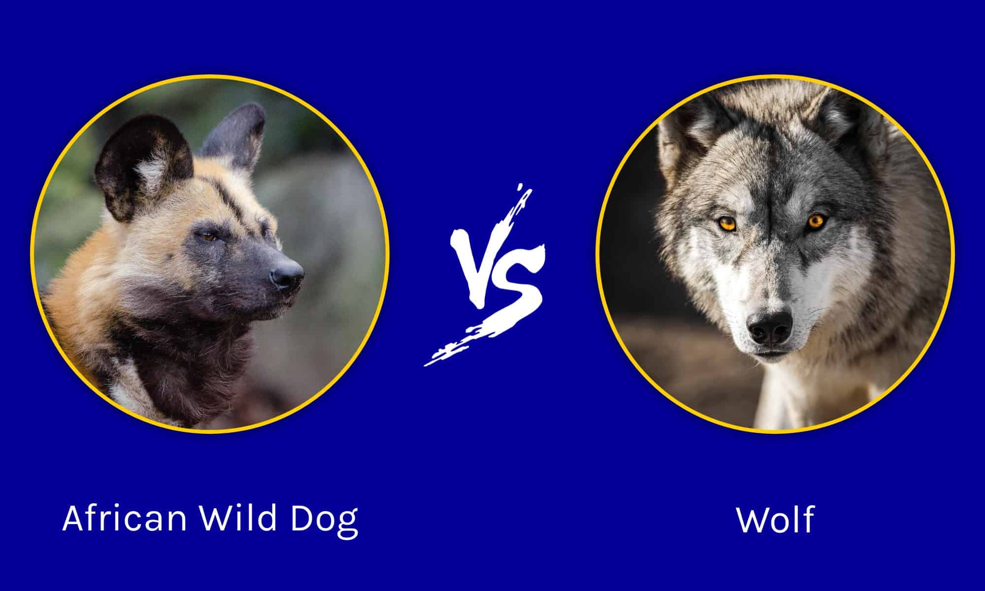 African Wild Dog vs Wolf: differenze chiave