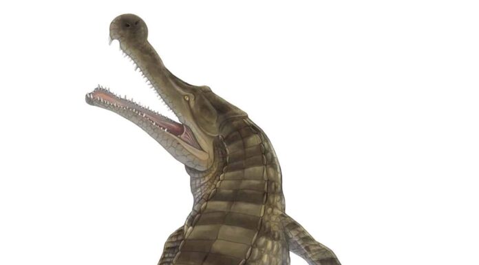 Sarcosuchus
