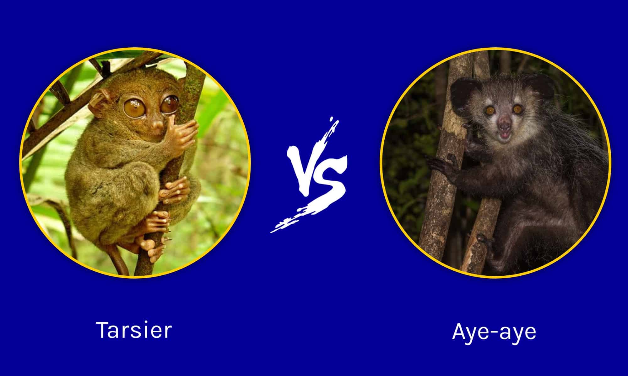 Tarsier vs Aye-Aye: qual è la loro differenza?