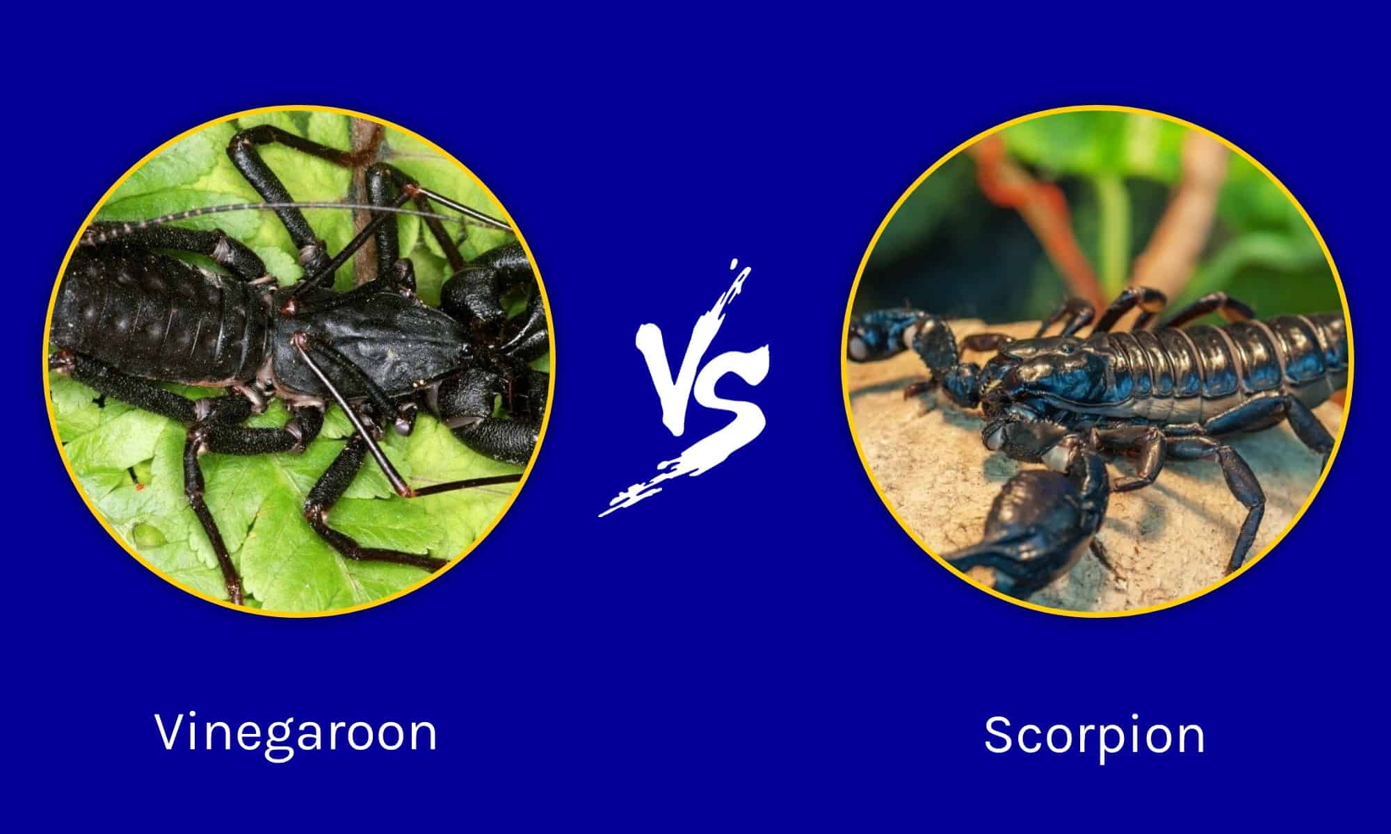 Aceto vs Scorpione: quali sono le differenze?