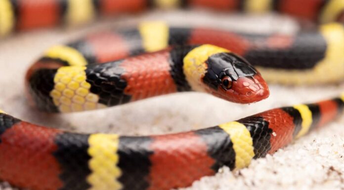 Serpente Reale Scarlatto
