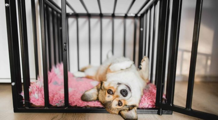 Scegli la misura giusta per il tuo cane con questa guida
