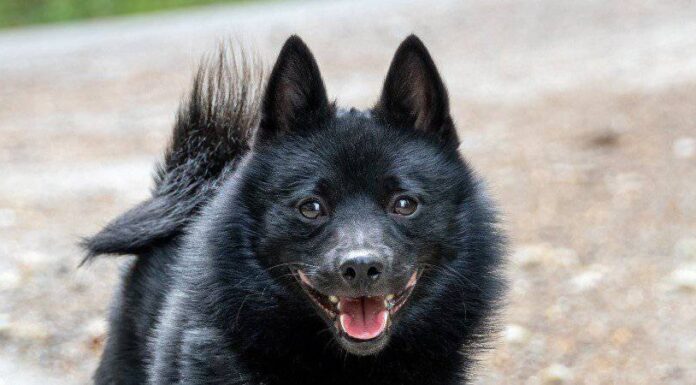 Schipperke
